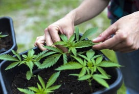 Woman Hands Taking Care of Growing Young Marijuana Plants in A Pot