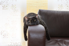 iStock-Bored cat.jpg image