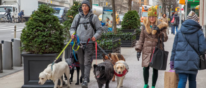 Dog walker on NYC sidewalk