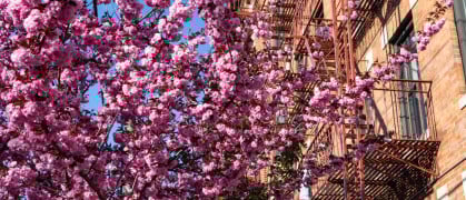 A beautiful pink flowering cherry tree next to an old brick residential building with a fire escape in Astoria Queens New York during spring