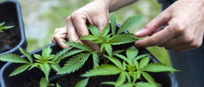 Woman Hands Taking Care of Growing Young Marijuana Plants in A Pot