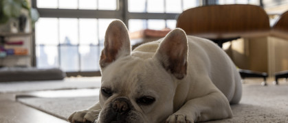 French Bulldog in Manhattan living room