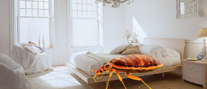 bed bug.png image