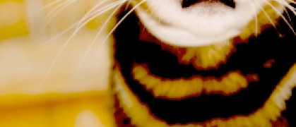 cat edited.jpg image
