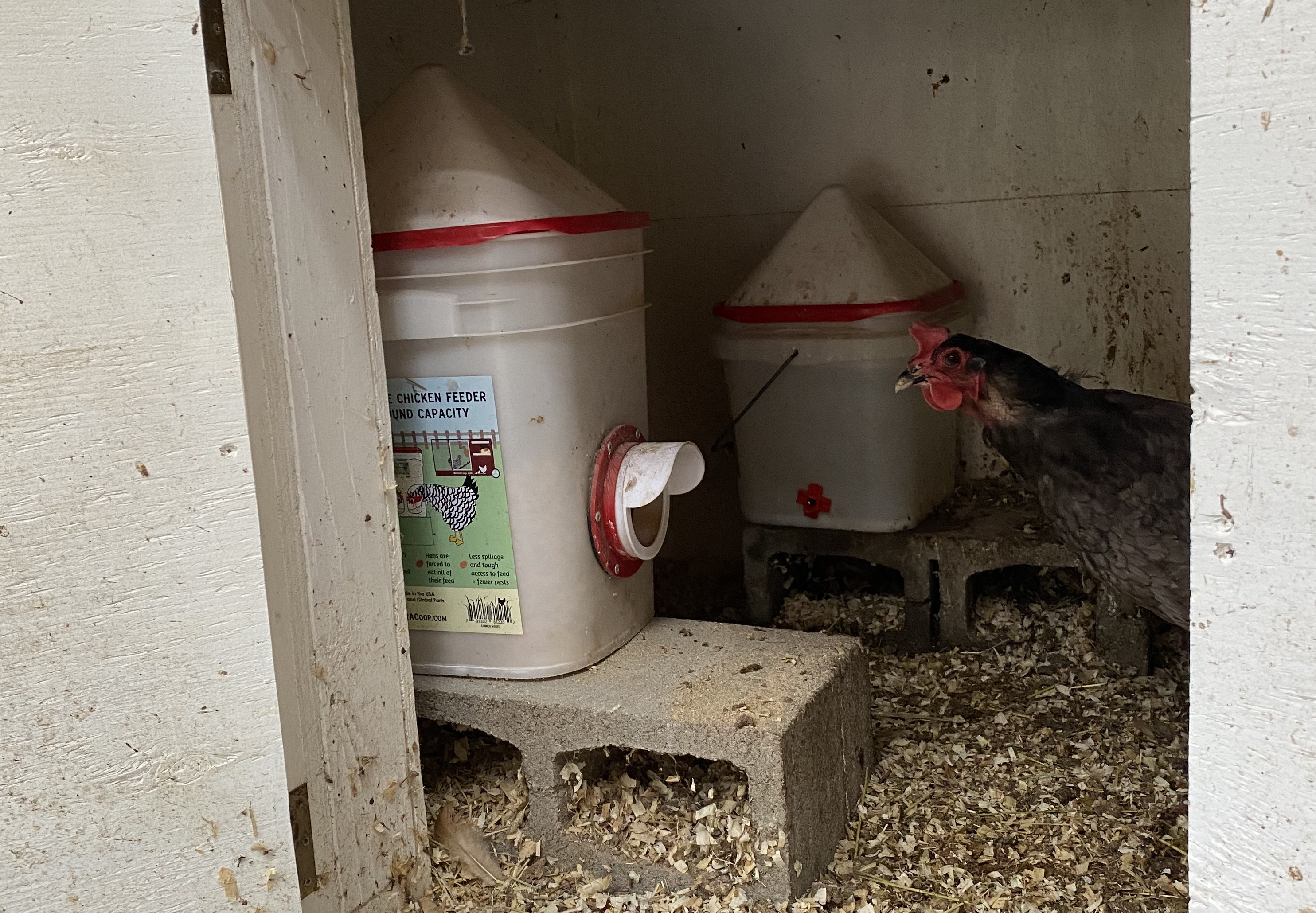 How to keep chickens in a NYC backyard Tips on coop size, care and feeding